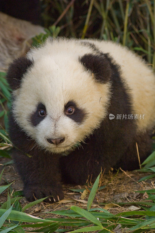 大熊猫;Ailuropoda melanoleuca;中国家庭熊科。一只幼崽。